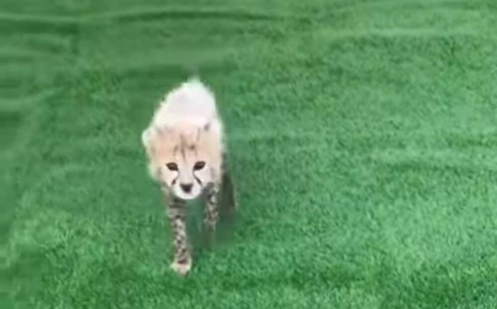 برای تنها توله یوز زنده ماندهی «ایران» اسم انتخاب شد/ بعلاوه آخرین تصاویر