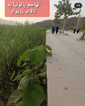تهاجم «پالونیا» به دریاچه زریوار/ عکس 