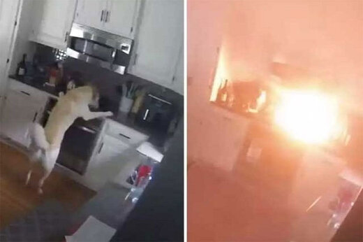 ببینید | سگ گرسنه یک خانه را به آتش کشید!