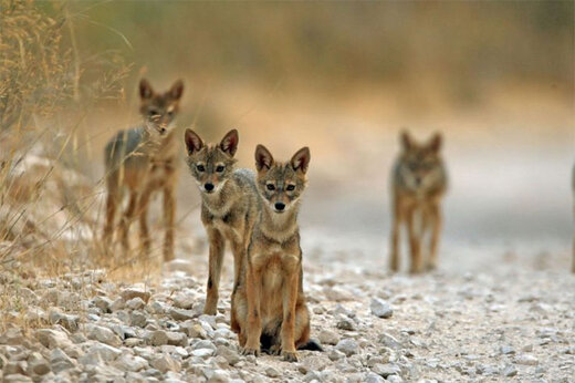 ببینید | حمله شغال‌های گرسنه به شیر دریایی بی‌پناه