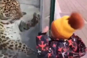 ببینید | لحظه تلاش یک یوزپلنگ تیزچنگال برای شکار پسربچه در باغ وحش
