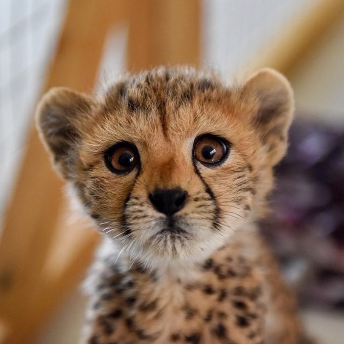 تصویری جدید از «پیروز» تنها تولهیوز زنده ماندهی «ایران»