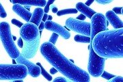افزایش موارد شناسایی شده وبا در کرمانشاه به ۱۳ نفر