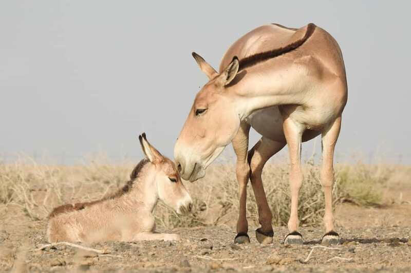 «گورخر»، در ایران نیز وجود دارد! /عکس