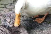 ببینید | حمله عجیب یک اردک به گربه‌ها؛ زورگویی برای تصاحب قدرت