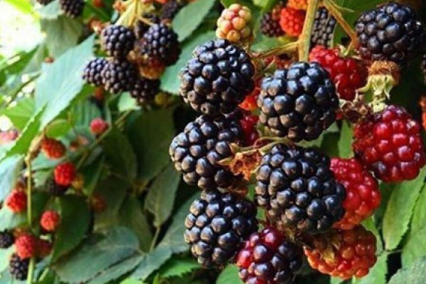 ۷ ماده غذایی کمکالری برای کسانی که میخواهند وزن کم کنند