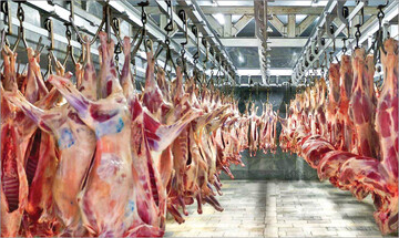 دام‌های مولد در معرض کشتار قرار گرفتند/ حجم خرید گوشت کاهش یافت