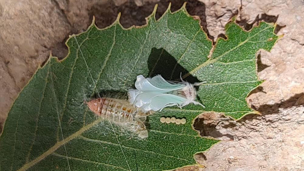 درخواست از سازمان جنگلها برای اقدام فوری