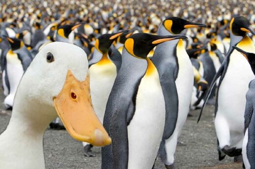ببینید | حمله جانانه دو اردک به چند شاهین شکاری برای نجات جان بچه پنگوئن