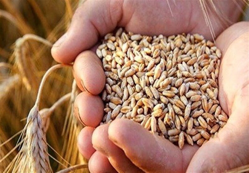 تاخیر دولت در پرداخت مطالبات، گندم ایران را به عراق  می برد/کیلویی ۱۸ هزار تومان
