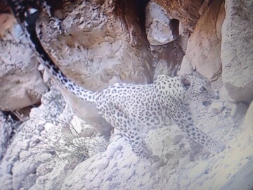 ثبت تصویر "پلنگ ایرانی" برای نخستین بار در کرمان ثبت تصویر "پلنگ ایرانی" برای نخستین بار در کرمان