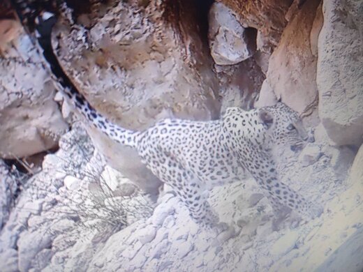 مشاهده یک پلنگ نر در گیلان  مشاهده یک پلنگ نر در گیلان