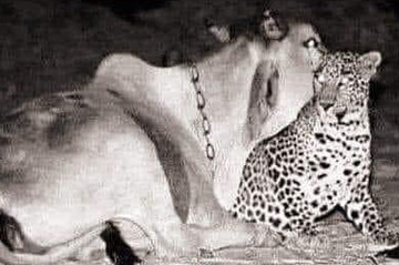 عکس | تصویری باورنکردنی از افشای رابطه عجیب یک پلنگ با گاو