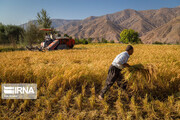 Iran grains production to grow 13.5%: FAO