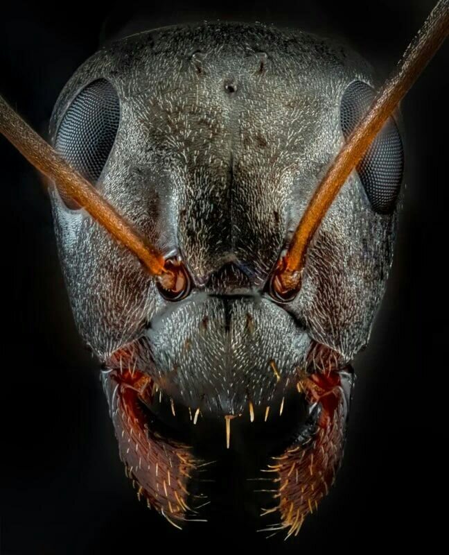 صورت مورچه زیر میکروسکوپ!