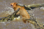 ببینید | حرکت شجاعانه یک شیر برای در هم شکستن محاصره گله تمساح‌ها