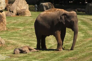 ببینید | حرکت شگفت‌انگیز فیل مهربان در باغ وحش؛ پس دادن پر احساس کفش یک کودک