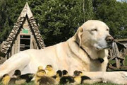ببینید | سرپرستی یک سگ از ۱۵ جوجه اردک!