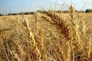 کشت قراردادی گندم در اراضی آبی چهارمحال و بختیاری انجام می‌شود