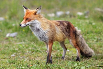 عکس | تصویری پربازدید؛ یک روباه تنها در روز برفی داخل سفارت ایتالیا