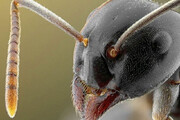 ببینید | تصاویری رعب‌انگیز از مورچه ملکه غول‌پیکر