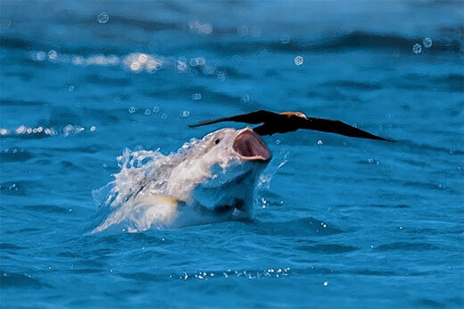 ببینید | لحظه هولناک شکار پرنده در آسمان توسط یک ماهی در دریا