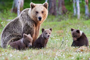 ببینید | حضور سرزده خرس مادر و توله‌اش در خانه یک خانواده؛ جستجو برای غذای خوشمزه