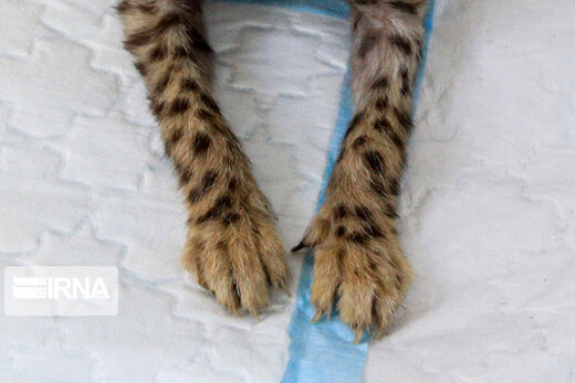 ۷۷ روزگی توله یوز ایران