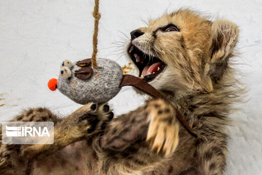 ۷۷ روزگی توله یوز ایران