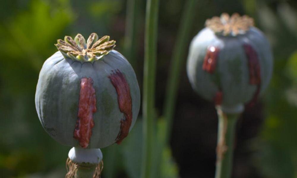 Opium bird. Grow Opium. Www.опий гомеопатическая. Опиум без слюды.