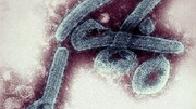 مرگ اولین نفر توسط ویروس مرگبار ماربورگ تایید شد
