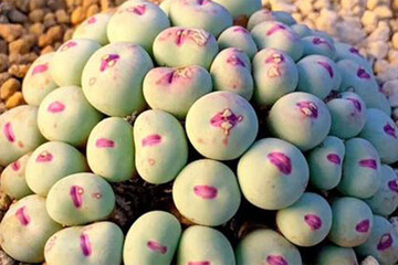 ببینید  | رشد گیاهی آبدار شبیه به لب انسان در آفریقا