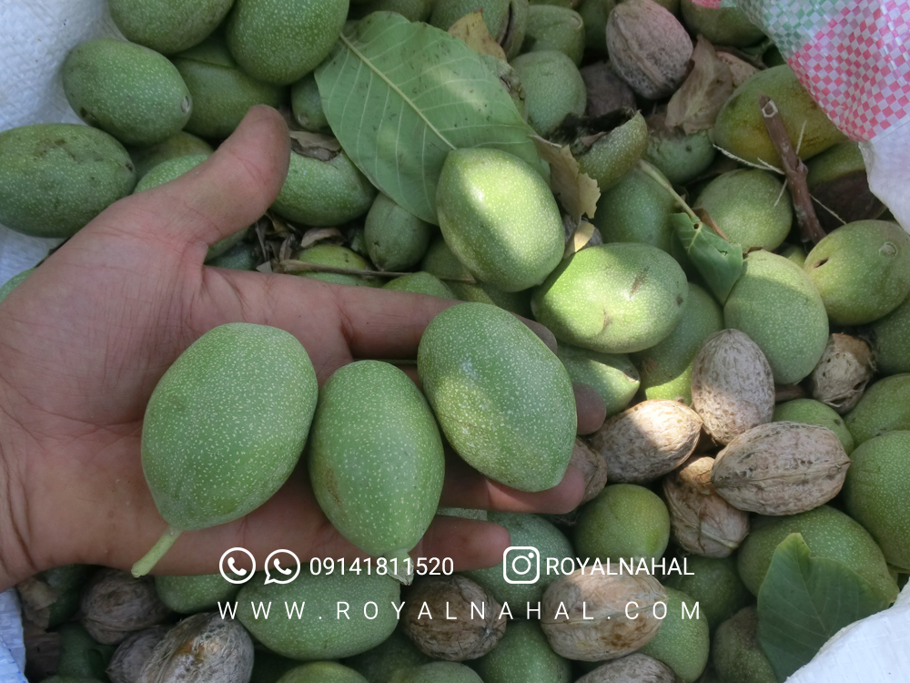خرید نهال گردو ژنوتیپ