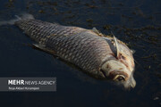 تصاویر | قاب‌های تلخ و دردناک از مرگ ماهیان تالاب انزلی
