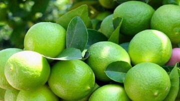 برداشت لیموترش از باغ‌های بخش توکهور و هشتبندی