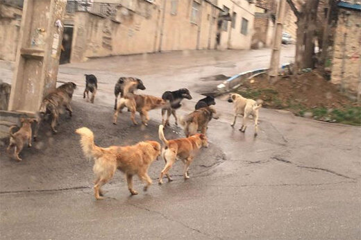 ببینید | وضعیت فاجعه‌بار سگ‌های ولگرد در شهرستان دماوند 