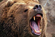 ببینید | بی‌تابی تلخ خرس اسیر در باغ وحش تهران از شدت گرما در قفس!