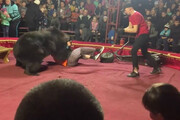 ببینید | حمله ترسناک خرس سیرک به مربی‌اش مقابل چشم تماشاچیان