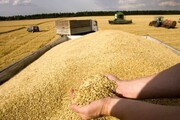 افزایش ۳۵درصدی خرید گندم در قزوین