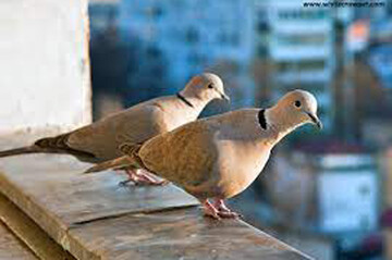 عکس | پناه آوردن یک قمری زیر برگ‌های یک گیاه برای فرار از سرمای هوا زیر باران