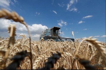 خرید بیش از ۸۲ هزار تن گندم در مازندران