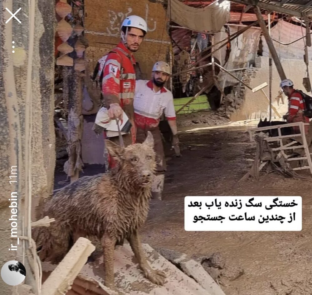 وضعیت سگ زندهیاب بعد از چندین ساعت جستجو در منطقه سیلزده/ عکس