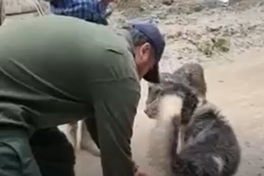 ببینید | کمک‌رسانی استاندار تهران به یک سگ در مناطق سیل‌زده فیروزکوه
