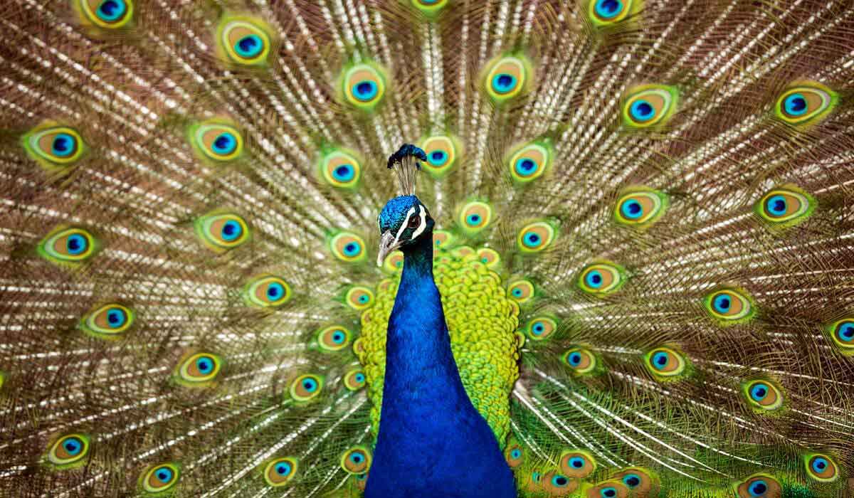 بازدید از بزرگترین باغ وحش های دنیا را از دست ندهید