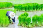 ببینید | ویدیویی شگفت‌انگیز از برنج‌کاری پیشرفته؛ مدیران مربوطه تماشا کنند