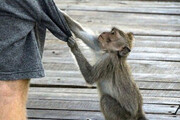 ببینید | زورگیری خنده‌دار یک میمون از نگهبان مظلوم!