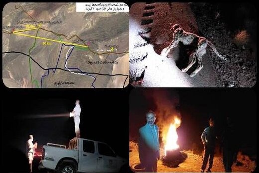 یوزپلنگ ایرانی در تصادف با خودرو جان باخت