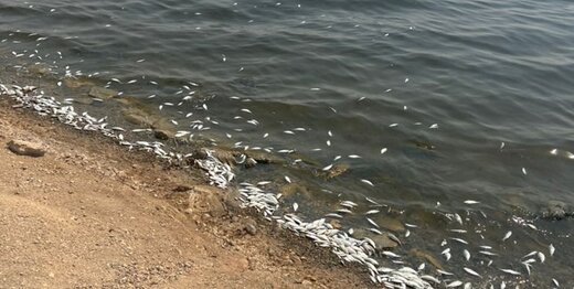 مرگ دسته جمعی ماهیان یک دریاچه در خوزستان