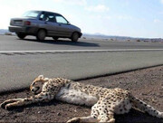 نگاهی به کشتار یوزها در ایران/ چرا این حیوان وحشی در خطر انقراض است؟