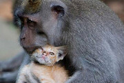 ببینید | تلاش‌های یک میمون مهربان برای نجات یک بچه گربه از چاه